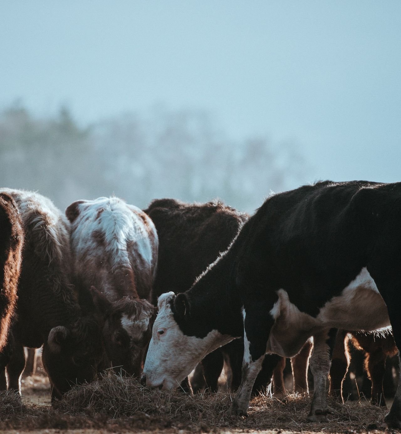Cattle grazing in a misty field
