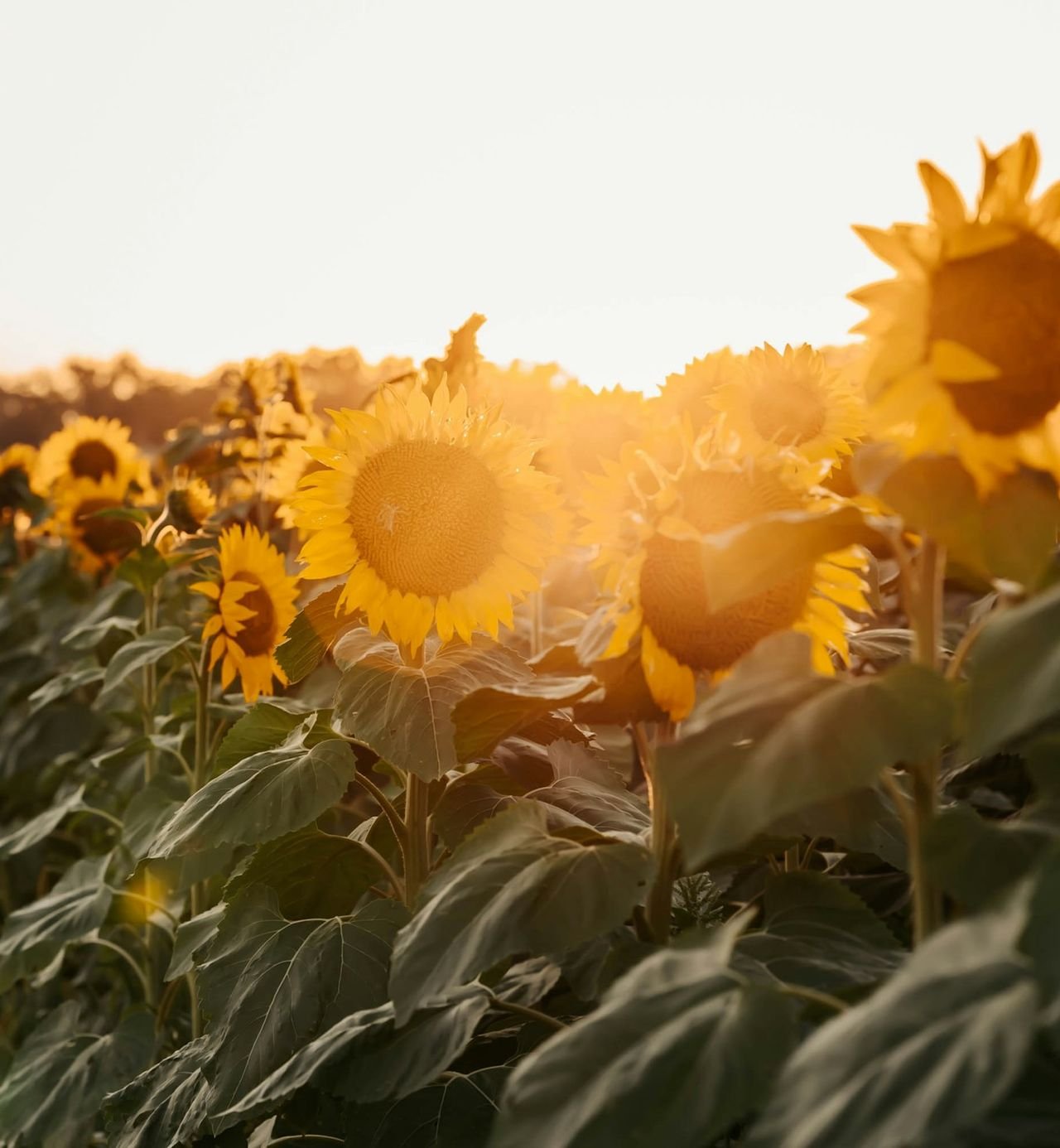 A field of sunflowers at sunset