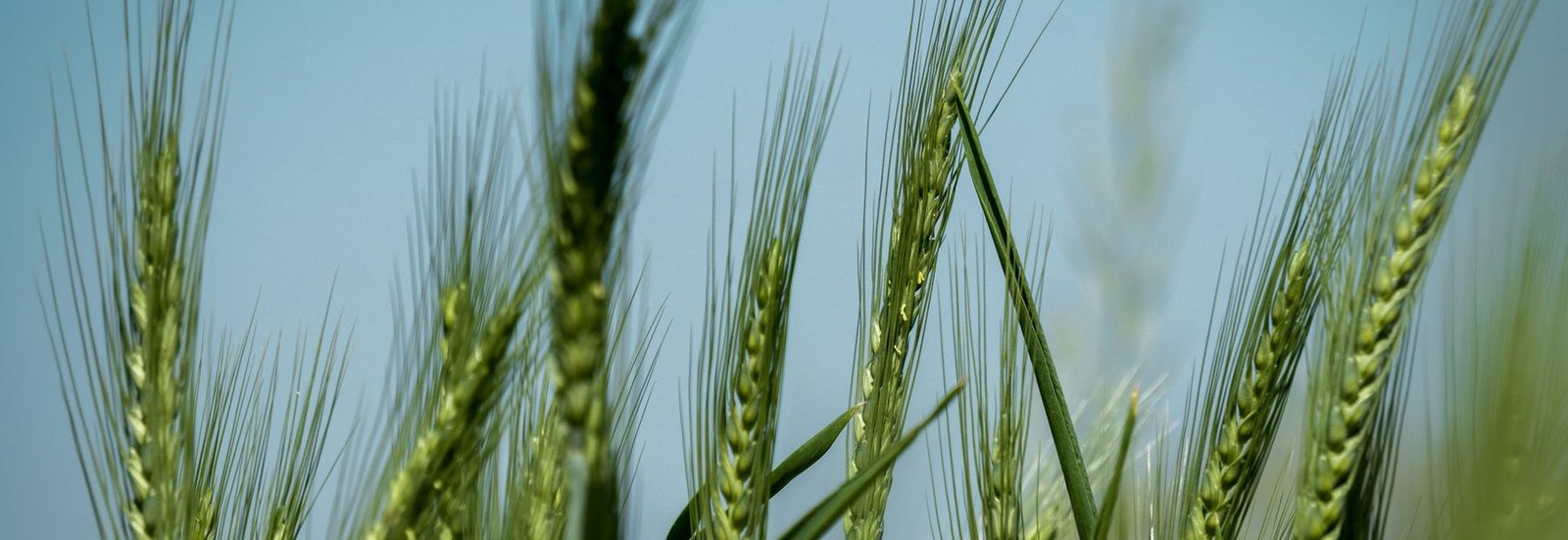 Green wheat growing under a blue sky