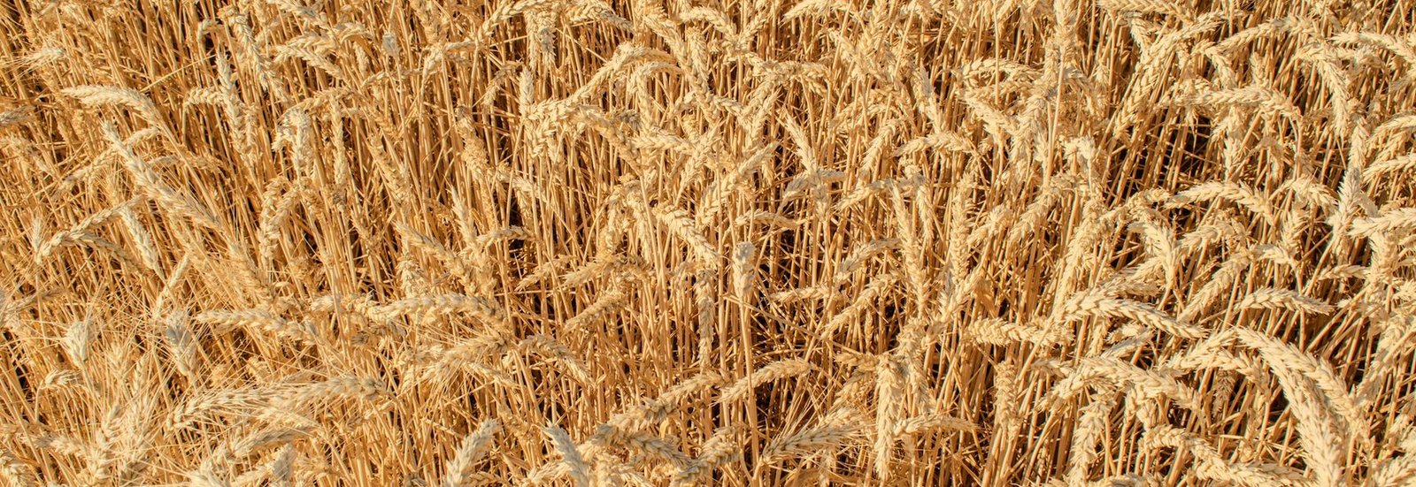 A field of golden wheat ready for harvest